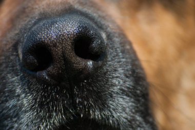 Köpek burun atış kapatın