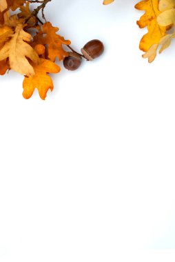 sonbahar arka sarı meşe yaprakları ile süslü