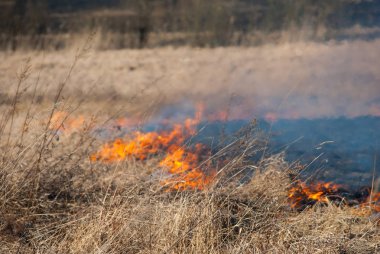 Alan, eski kuru ot ateşe bahar yakıcı.