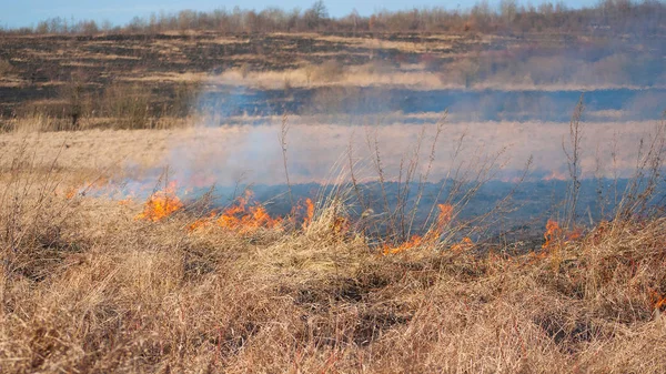Палаюче поле, стара суха трава підпалена навесні — стокове фото