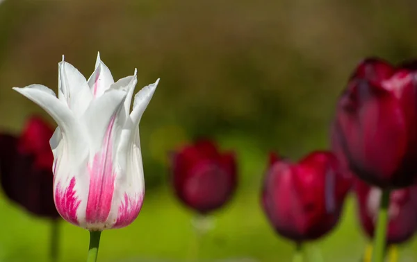 White and Pink Colored Tulip Flower Closeup