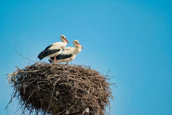 Due cicogne bianche sul nido — Foto Stock