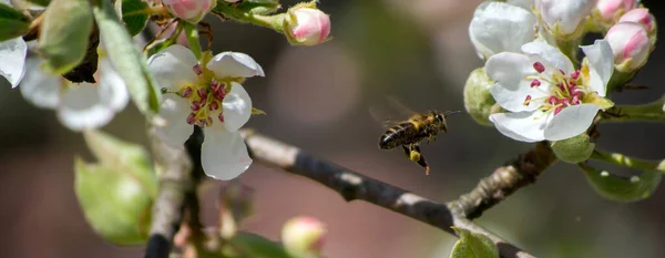 Honingbij vliegt tussen de bloemen van een peer — Stockfoto