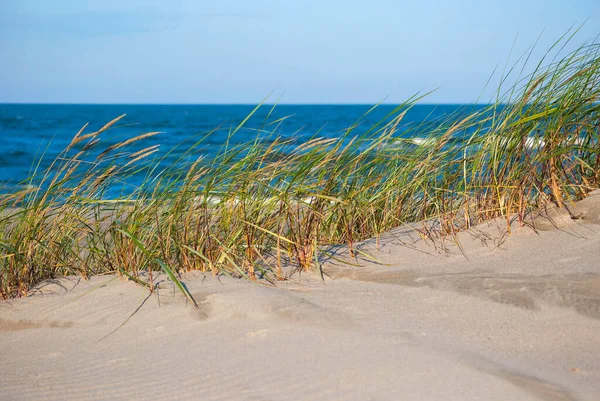 Kıyı kum tepelerinde büyüyen çimenler