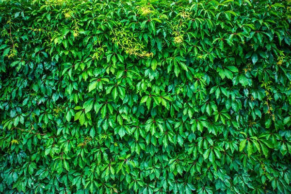 Green Virginia Creeper solid background