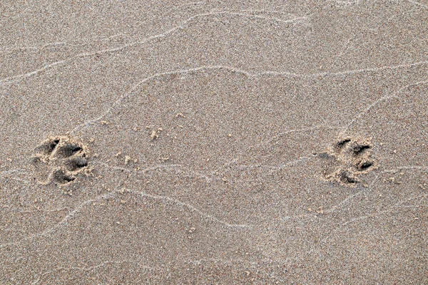 Dogs foot print in the sand — Stock Photo, Image