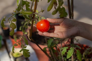 Domatesi bitkisinin üstünde tutan el.