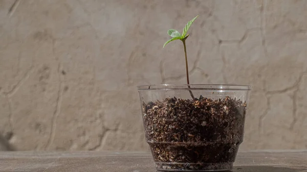 Pequeña Planta Sol Una Olla Transparente —  Fotos de Stock