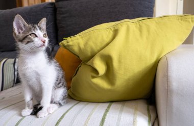 Ön planda beyaz ve gri tekir kedicik renkli yastıklarla kanepeden dışarı bakıyor..