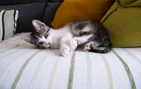 Engraçado Bonito Branco Cinza Tabby Gatinho Entretendo Sofá Casa Com — Fotografia de Stock