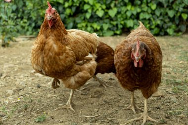 Kırsal bölgede bedava ekolojik kahverengi tavuklar. Ekolojik çiftlik hayvanları. hayvan dostu.