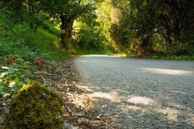 Kestane ağaçlarının ortasındaki patikada Kuzey İspanya yollarında bitki örtüsü ve çok yeşil yosunlar var..