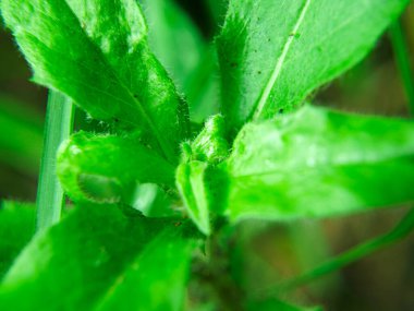 Yeşil bir bitkinin yaprakları, çayırdaki çimenler...