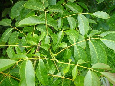 Ceviz ağacının genç bahar dalı