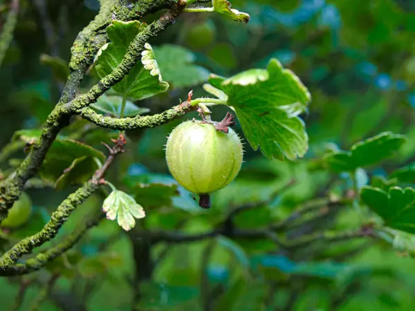 Весенние Плоды Крыжовника Растут Зеленой Ветке — стоковое фото