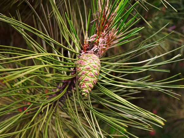 Young Pine Branch Cone Spring — Stock Photo, Image