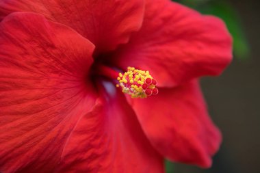 Koyu arkaplanda güzel kırmızı amber çiçeği. Hibiscus rosa-sinensis