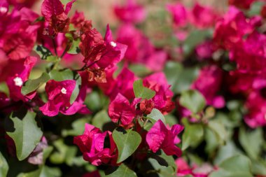 Pembe bougainvillea çiçekleri, yemyeşil kıvırcık çalılar, bazen alçak ağaçlar. Bougainvillea spektabilis