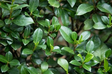 Bitmeyen yeşil çalılıklarda küçük yeşil yaprakların arkaplanı