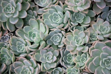 Birçok küçük echeveria sulularının arka planı. Echeveria