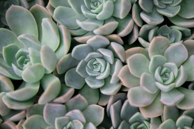 Sulu bir echeveria 'nın yakın planından. Echeveria