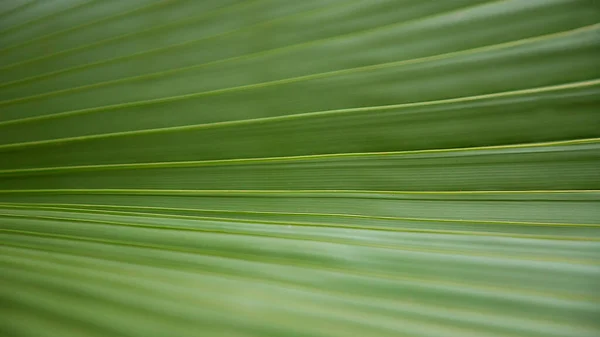 Pozadí Textura Zelené Žebrované Palmové Listy Zblízka — Stock fotografie