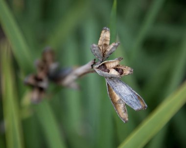 Yeşil çalıların arka planında tohum olan kuru çiçek sapı. Hasat..