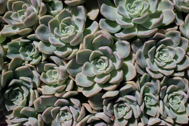 Birçok küçük echeveria sulularının arka planı. Echeveria