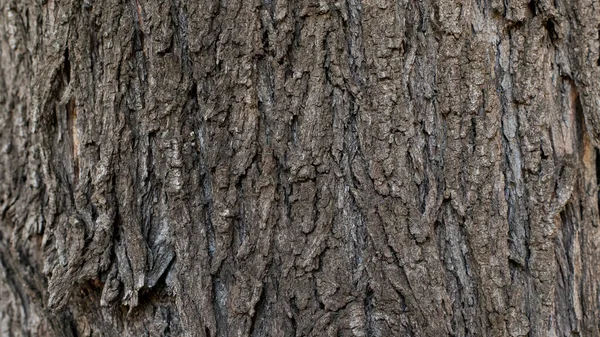 Brązowy Żebrowany Pęknięty Tło Kory Drzewa Wzór Pionowy — Zdjęcie stockowe