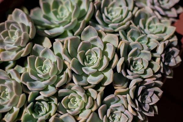 Contexte Grand Nombre Petits Succulents Echeveria Échévérie — Photo