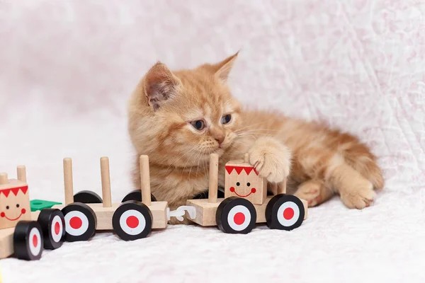 Gatinho Gengibre Jaz Uma Cama Perto Trem Brinquedo Madeira Olhando — Fotografia de Stock