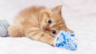 Küçük kızıl kedicik yatağa uzanıyor ve mavi yün yumağıyla oynuyor.