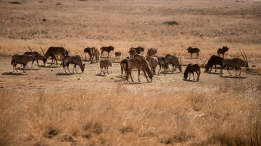 Vahşi artiodactyl mücevher kutuları, samur antiloplar, Güney Afrika 'daki doğal yaşam alanındaki kara antiloplar. Safari yaban hayatı. Sonbahar, kış savanası. Oryx gazella, connochaetes gnou, hipopotam niger.
