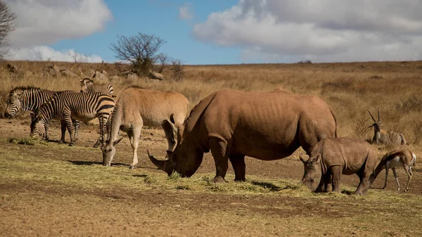 Mother and baby rhinos, zebras and springboks, wild animal eat grass in their natural habitat. Rhino family. Safari wildlife. Endangered wild animal in a nature reserve in South Africa. Big five game