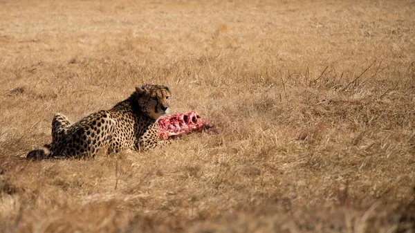 Cheetah, guepard eats meat carcass is on the wild autumn, winter savannah. Wild animals in nature. Wildlife safari in South Africa. Travel postcard. Acinonyx jubatus
