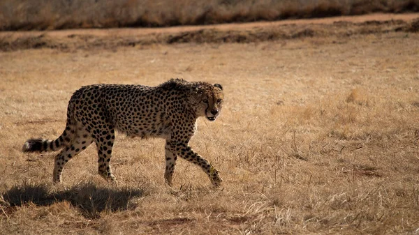 Cheetah Guepard Está Outono Selvagem Savana Inverno Animais Selvagens Natureza — Fotografia de Stock