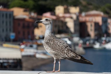 Elbe adasındaki kuş.