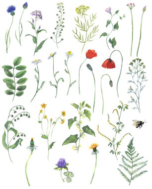 Suluboya Vahşi Çiçekler ve Bitkiler Clipart. Çiçek çizimi. Botanik elementleri. Bahar Yaz Çiçeği Clipart. Kartpostal, albüm, web sitesi, davetiye için kullanılabilir..