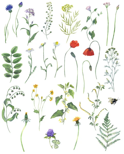 Watercolor Wild Flowers Plants Clipart Floral Illustration Botanica Elements Spring — Stock Photo, Image