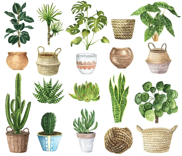 Akvarell Ház Növények Clipart Beltéri Növénytervező Elemek Monstera Kaktusz Scrapbooking — Stock Fotó