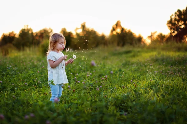 Маленька Дівчинка Дме Кульбаби Влітку Полі Красива Дитина Вириває Квітку — стокове фото
