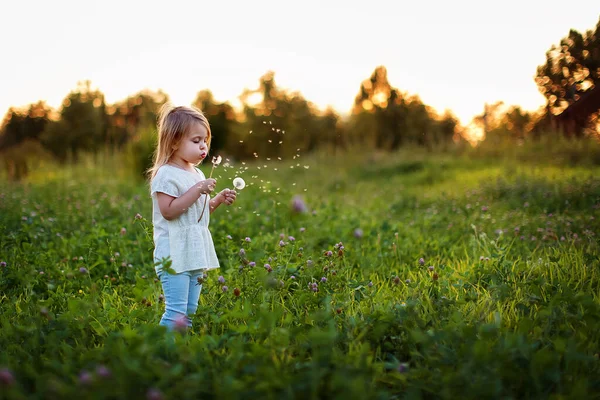 Een Klein Meisje Blaast Paardebloemen Weg Zomer Het Veld Mooi — Stockfoto