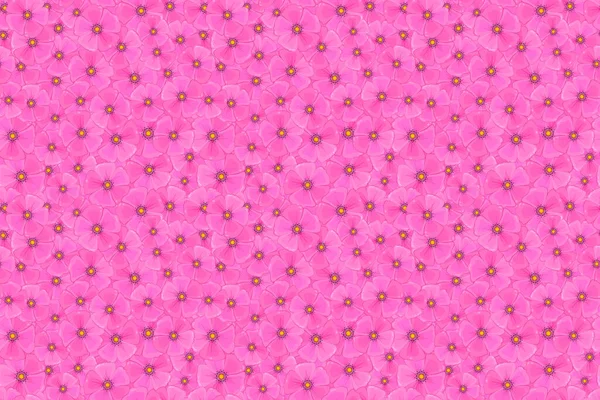 Nahtloser Floraler Hintergrund Nahtloses Muster Aus Rosa Blüten — Stockfoto