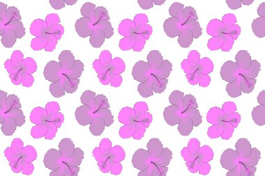 Hibiscus çiçekleri beyaz arka planda moda tarzında. Hawaii tropikal doğal, mor ve pembe renklerde dikişsiz desen.