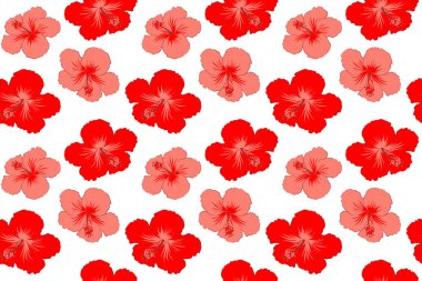 Hibiscus çiçekleri kırmızı renklidir. Suluboya resim efekti, beyaz arkaplana çizilmiş çok renkli yapraklı bir çiçek çizimi..