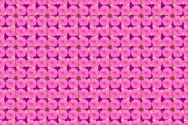 Yazısı Raster Cosmos Çiçekleri Pullar Anahtarlar Eflatun Pembe Mor Renklerde — Stok fotoğraf