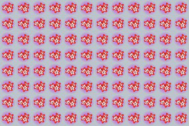 Raster pürüzsüz desenli, küçük çiçekler çizilmiş. Maviyle, pembeyle ve menekşeyle biçimlendirilmiş küçük çiçekler..