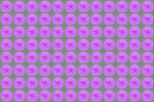 Płynny Wzór Kwiatowy Kolorze Szarym Fioletowym Różowym Raster Kosmos Kwiaty — Zdjęcie stockowe