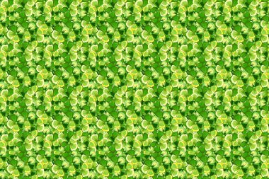 Kozmos çiçekleri, yapraklar, dekoratif elementler, sıçrama, lekeler ve bej, sarı ve yeşil renklerde damlalar. Karalama çizim biçimi, el çizimi illüstrasyon.