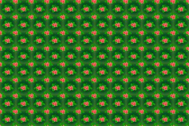Plumeria çiçekleri kırmızı, yeşil ve pembe renklerde. Bahar mahsulü çiçekli arka plan. Güzel raster dokusu.